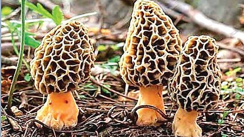 World's most expensive mushroom