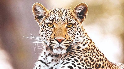 Fear of leopards increased in Sonhira valley