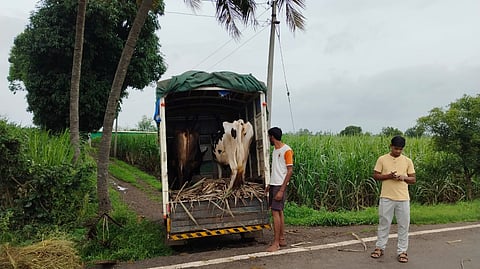 12 families migrated from Alas river bank