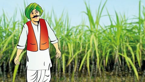 Ministry of Agriculture predicts a record increase in foodgrain production in the country