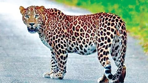 Nandurbar Leopard News
