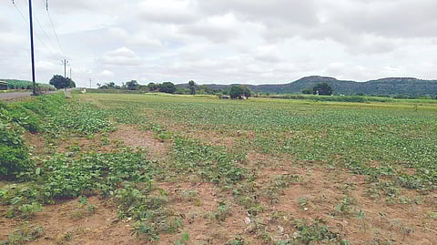 Soybean crop withered due to lack of water at Loni