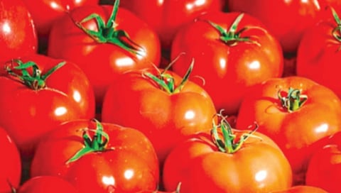 most expensive tomato seeds