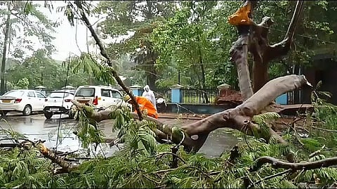 A young woman was killed when a tree fell on her body in Panjit