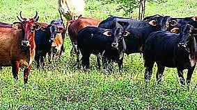 गायरान जमिन