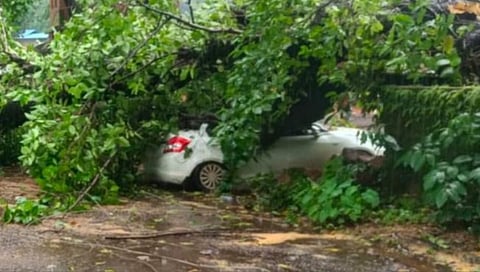 Car damaged by tree collapsed in Devrukh