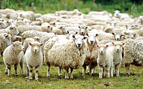 Nashik News | बागलाणमध्ये १० मेंढ्यांचा 'ब्ल्यू टंग' ने मृत्यू; पशुसंवर्धन विभाग अलर्ट मोडवर