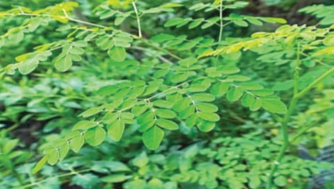 benefits of Moringa leaves