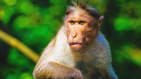 A monkey stole a woman's purse