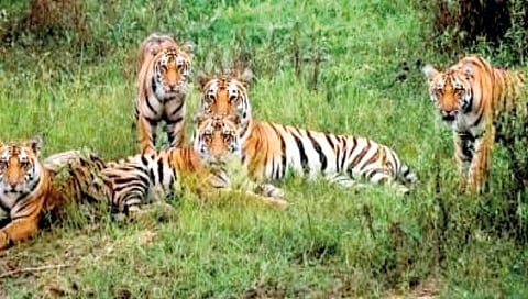 Sahyadri Tiger Reserve