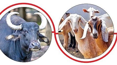 पशुंचे लसीकरण अभियान