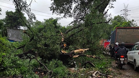 Thane: Tree fell on Shirsad-Ambadi road, traffic stopped