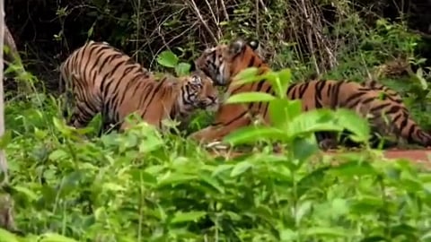 Chandrapur: Tourism off in the core zone of Tadoba from today!