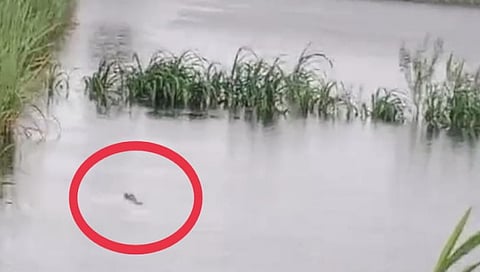 crocodile was seen in the flood water in Rajapurwadi