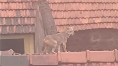 Due to the flood, wild animals started entering the inhabited areas