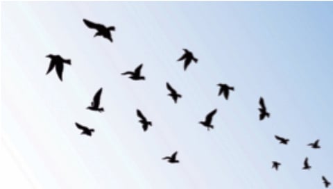 Birds Commit Suicide