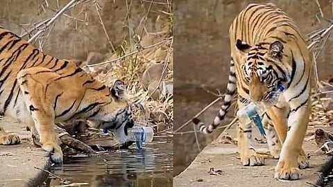 Nayantara Tigress award