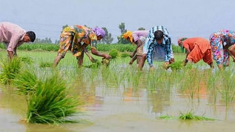 Planting rice