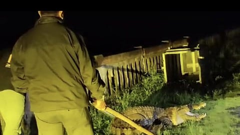 Thrill of giant crocodile at Varasgaon Dam