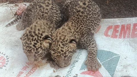 Wild leopard release