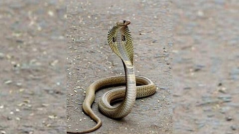 Nag Panchami Celebration