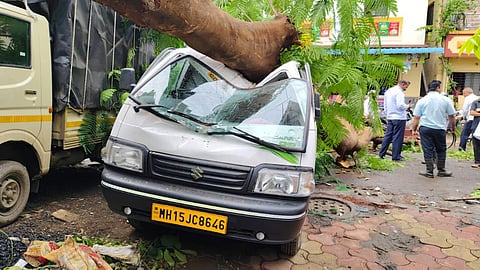 gulmohar tree fell
