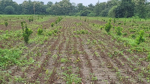 Soybean crop damage