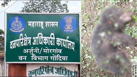 Bear killed in collision with unknown vehicle