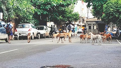 A pile of loose, crushed dogs