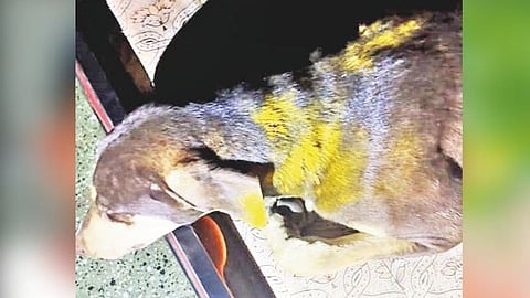 The leopard came near the house