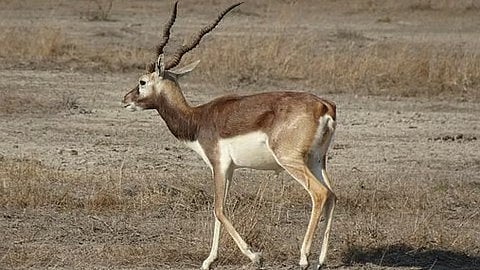 Deer hunting in beed