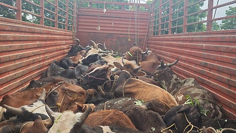 Rescue of 27 animals with a cinestyle chase