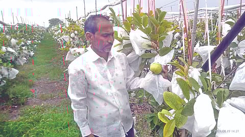 मखमलाबाद, पेरु