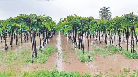 Heavy Rain In Sangli