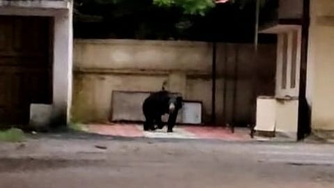Bear In Gondiya PWD Office