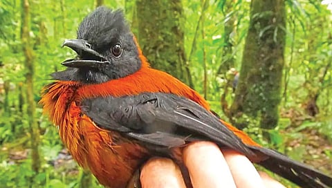 most poisonous birds in the world