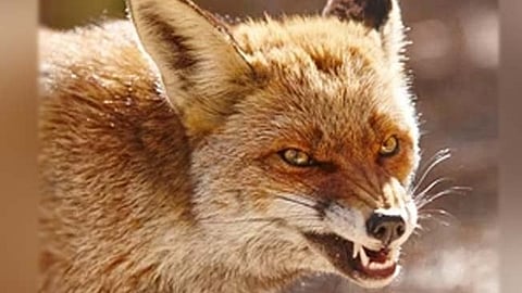 Wolf Attack Bahraich