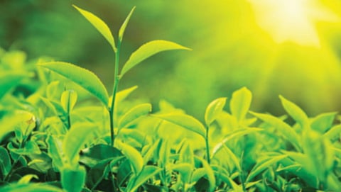 Respite from mosquitoes in the form of green tea plants