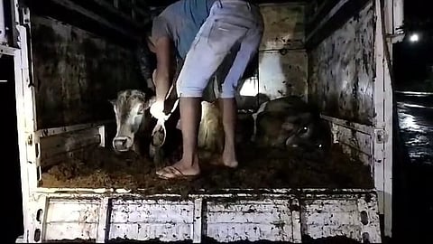 गोंदिया : कत्तलखान्याकडे जाणाऱ्या जनावरांची सुटका, दोन तस्कर ताब्यात