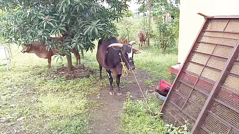 Raigad | Rescue of five animals driven to slaughter from Neral-Kalamb