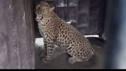 Leopard imprisoned in a cage