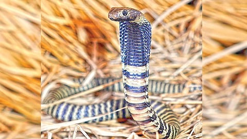 Snake that spits venom in eyes