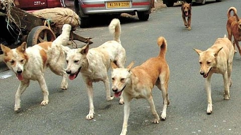 Stray dog sterilization |