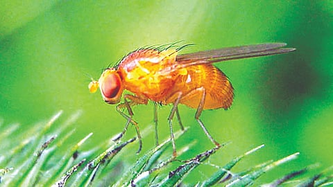 मानवाचा मेंदू म्हणजे निसर्गाची सर्वात थक्क करणारी करामत आहे. मानवाने बुद्धीच्या जोरावरच जगात आपले साम—ाज्य बनवलेले आहे.