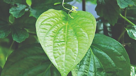 Nagveli leaf