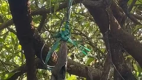 forest murder mystery in khed