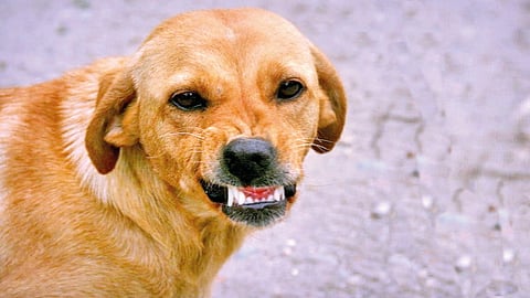 stray dogs terrorize