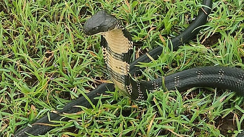 Tilari Forest | कळसगादेनजीक आढळला १३ फुटी किंग कोब्रा (Video)