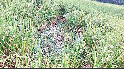 Ratnagiri agriculture news