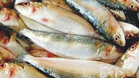 Ratnagiri Fishing News